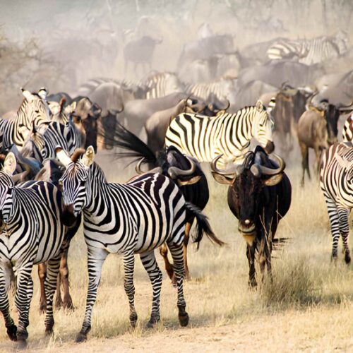 6 Day Trip Safari Package ( $ 2,345 / Person )