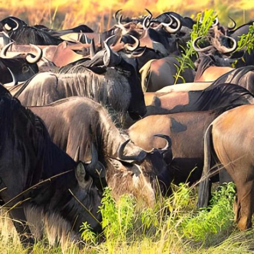 8-Day Great Wildebeest Migration Safari