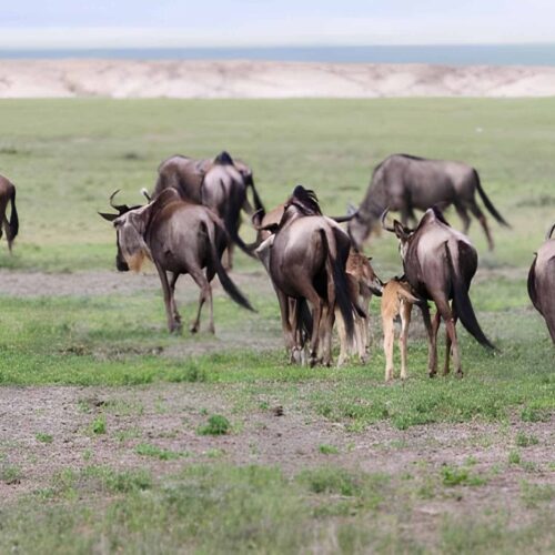 7-Day Calving Season Safari – Tanzania